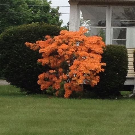 Beautiful Orange Flower Bush Love This But Have No Clue What It S Called Lol