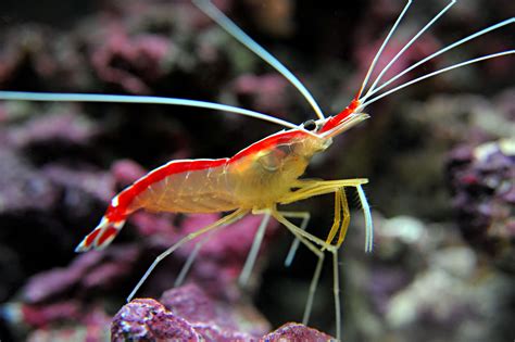 Nikon D3 Cleaner Shrimp Criaturas Marinas Bonitas Bajo El Mar Camarones