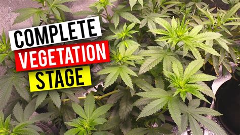 Growing Cannabis Indoors The Vegetation Stage Beginner Grow Guide