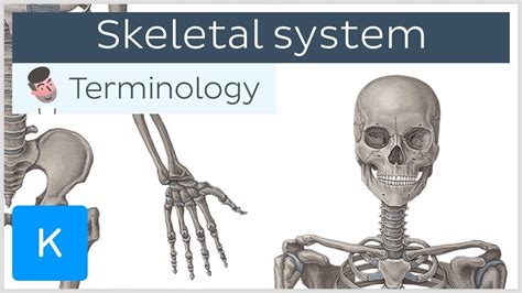 Skeletal System Anatomical Terminology For Healthcare Professionals