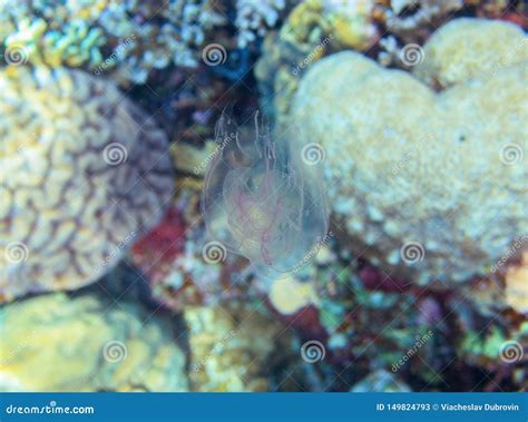 Jellyfish On Coral Background Underwater Photo Of Marine Animal Coral