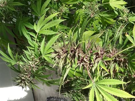 Photos Of Purple Haze Weed Strain Buds Leafly