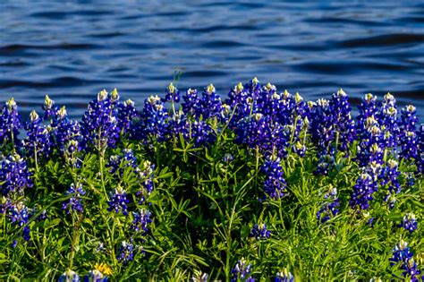 Texas Bluebonnets At Lake Travis At Muleshoe Bend In Texas Stock Photo