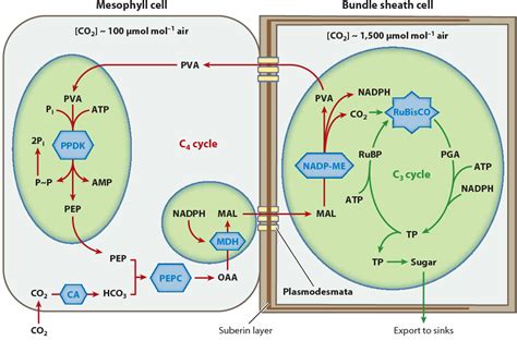 Figure From Photorespiration And The Evolution Of C Photosynthesis My Xxx Hot Girl