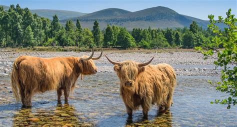 The Highland Cow Heilan Coo Is One Of The Most Popular Animals In