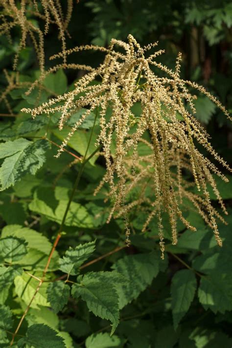 Check out amazing goatsbeard artwork on deviantart. Aruncus dioicus (goatsbeard) | Native plants, Plants, Garden