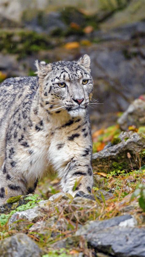 Download Wallpaper 1080x1920 Irbis Snow Leopard Big Cat