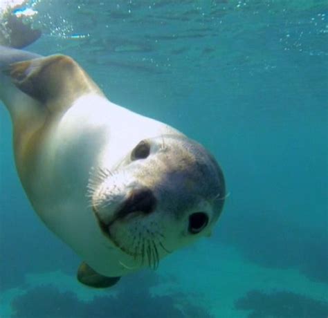 127 Best Sealife Images On Pinterest