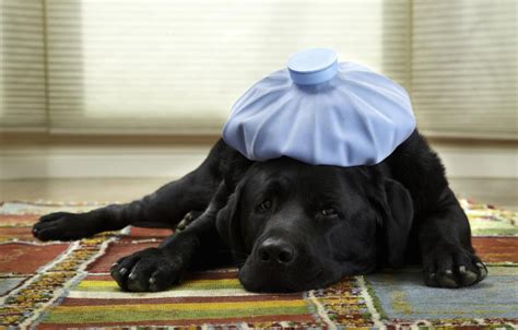 How To Tell If Your Dog Is Sick Sick Dog Dog Illnesses Dog Coughing