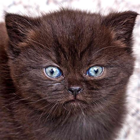 British Shorthair Kitten Care Seedsyonseiackr