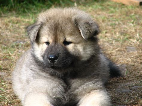 Eurasier Puppy Photo And Wallpaper Beautiful Eurasier Puppy Pictures