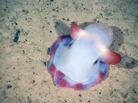Biologia Vida Underwater Creatures Ocean Creatures Weird Creatures