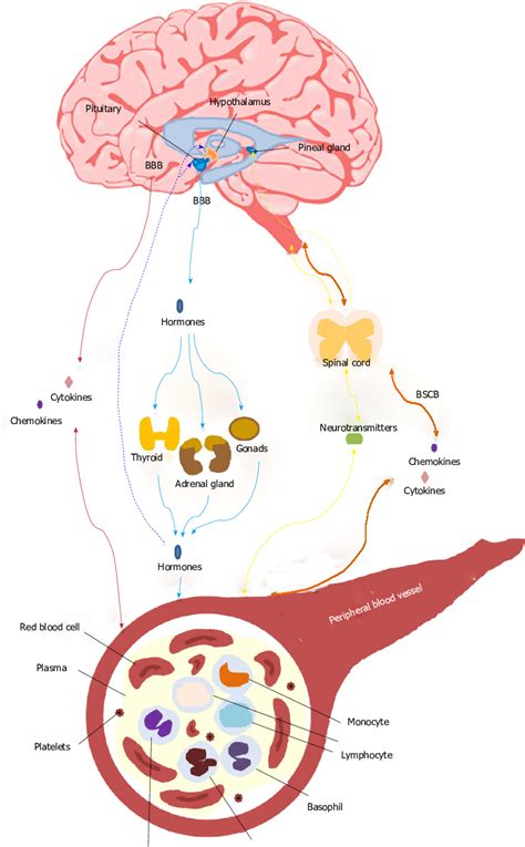 A Schematic Representation Of Central Nervous System Peripheral Blood