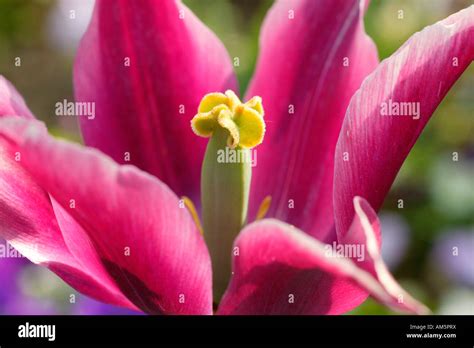 Lily Flowering Tulip Stamen And Ovary Stock Photo Alamy