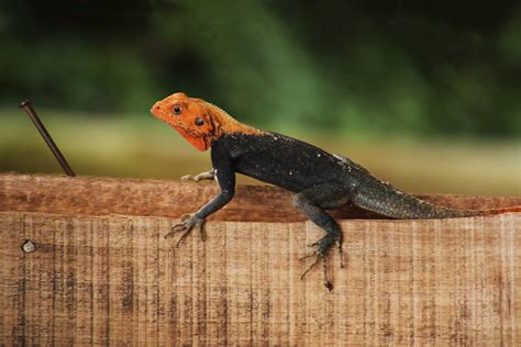 494 Red Headed Agama Lizard Ghana Kakum 72 Sat On A Fenc Flickr