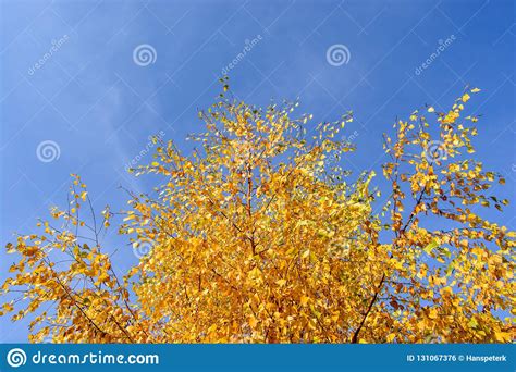 Autumnal Trees On A Sunny Autumn Day Stock Photo Image Of Blue Trees