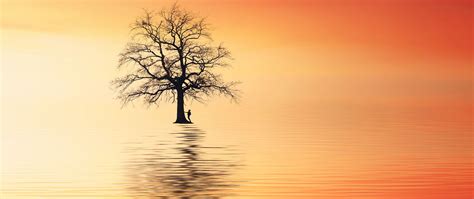 Download Wallpaper 2560x1080 Tree Silhouette Lonely Sea