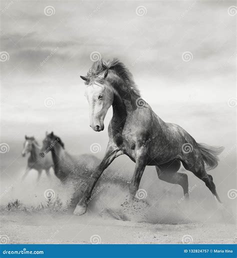 Beautiful Wild Horses On Freedom Stock Image Image Of Action Dust