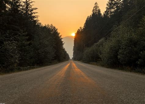 Gray Dirt Road In Between Trees At Sunset Photo Free Road Image On
