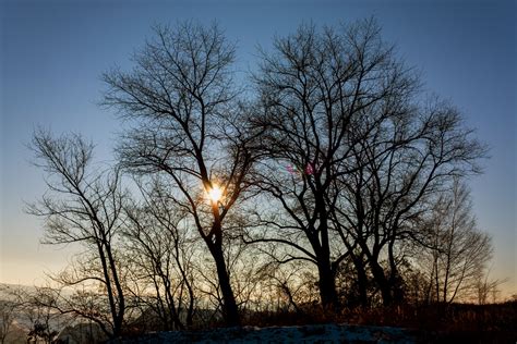 Free Images Tree Nature Branch Silhouette Snow Winter Sun