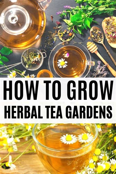 Herbal Tea Garden See How Simple It Can Be To Grow Your Own Herbal Tea