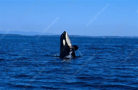 Killer Whale Breaching Stock Image C0143129 Science Photo Library
