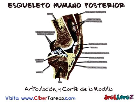 Articulación Y Corte De La Rodilla Esqueleto Humano Posterior