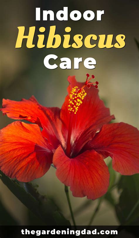 Ultimate Guide To Indoor Hibiscus Care Artofit