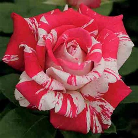 Neil Diamond Hybrid Tea Roses Edmunds Roses