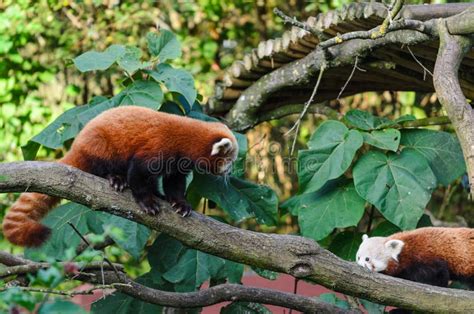 Two Red Pandas On A Tree Stock Photo Image Of Animals 136178032
