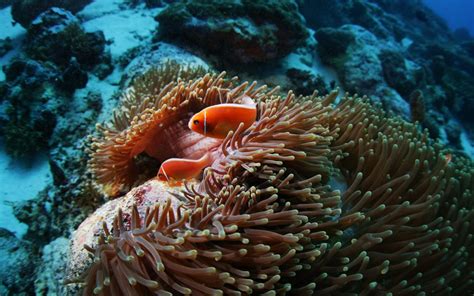 Fish Sea Anemones Underwater Coral Reef Wallpaper