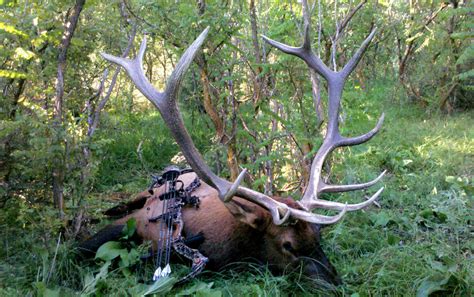 New Mexico Cow Elk Hunts Sportsmans Edge Hunts