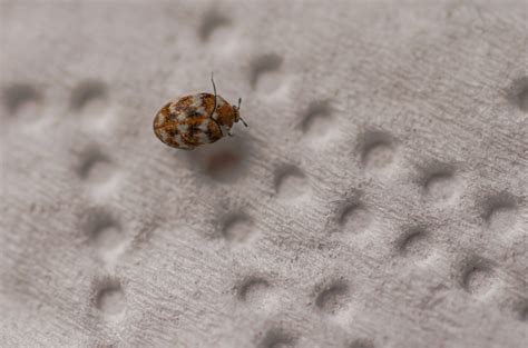 Carpet Beetles Signs You Have An Infestation And How To Get Rid Of