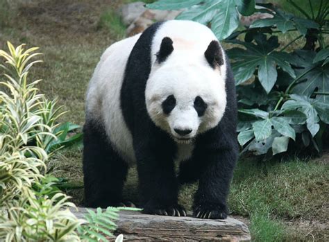 Best Places To See Giant Pandas