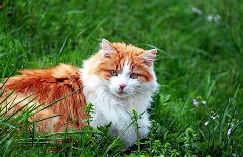 Free Picture Zoology Cute Animal Green Grass Nature