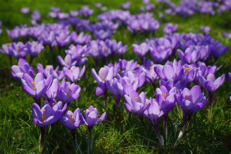 Purple Crocus Flowers Free Image Peakpx