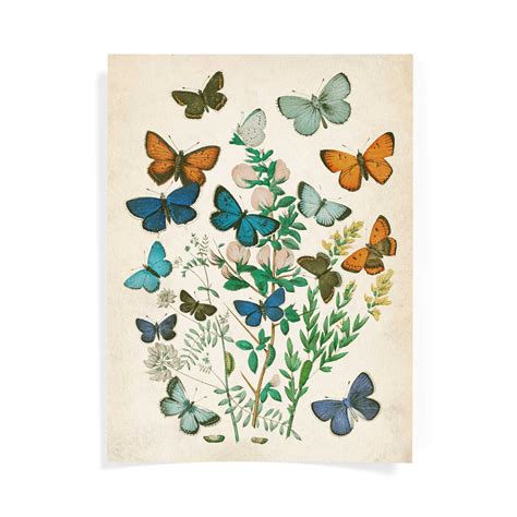 Butterfly Art Vintage Botanical Art Print Floral Wall Art Etsy
