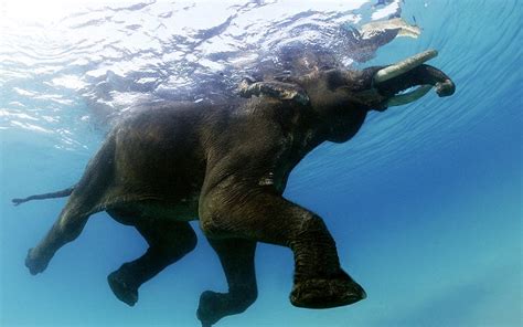 Rajan Worlds Last Swimming Elephant At Andaman Islands