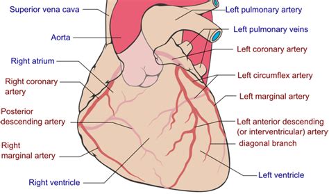If a ramus intermedius artery is present, the diagonal arteries are. File:Coronary arteries.png - Wikimedia Commons