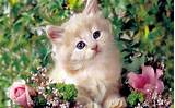 So if you're in the need of some warm fuzzies for your heart and soul, check this out! Cute Kitten - chatons fond d'écran (16122928) - fanpop