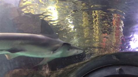 Shark Tunnel Adventure Aquarium Camden Nj Youtube