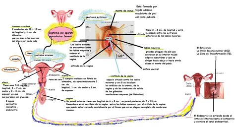 Kenya Cazares Gastelum Gine Grupo 13 Anatomia Del Aparato Reproductor