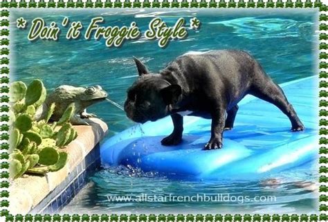 French bulldogs don't need water to swim. Can French Bulldogs Swim? - French Bulldogs in Water