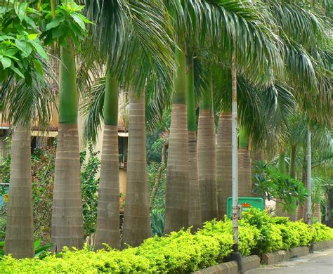 Butuh bagi kita menghidupkan sebuah pohon yang memiliki manfaat selain menghiasi taman mini kita, tapi juga membantu untuk merindangkan. Jenis Palem Untuk Taman Rumah Pribadi | Palem Untuk ...