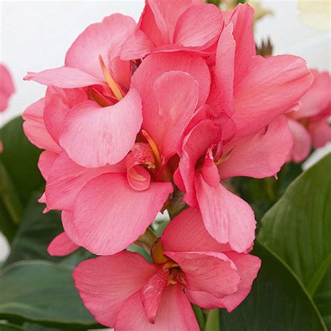 Canna Lily Canna Indica Pink Magic From Netherland Bulb Company The