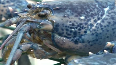 Two Rare Blue Lobsters Caught In Canada Cnn