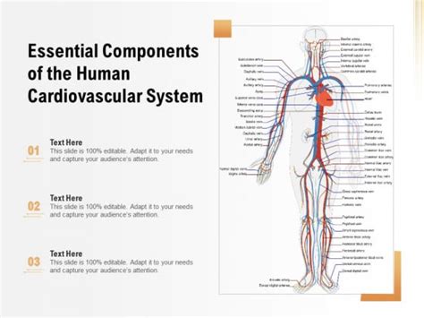 Essential Components Of The Human Cardiovascular System Ppt Powerpoint