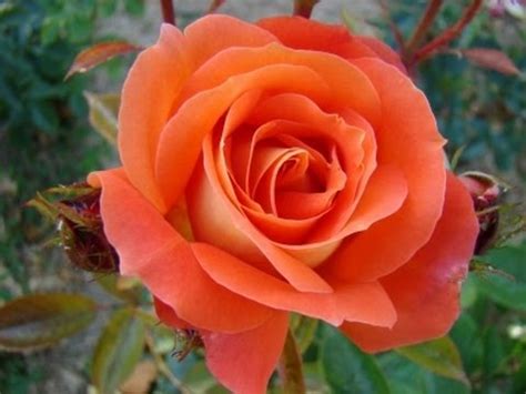 L'arum titan, aussi baptisée phallus de titan, n'est pas seulement la plus grande fleur du monde, c'est aussi celle qui a le parfum le plus nauséabond. La plus belle fleur du monde - YouTube