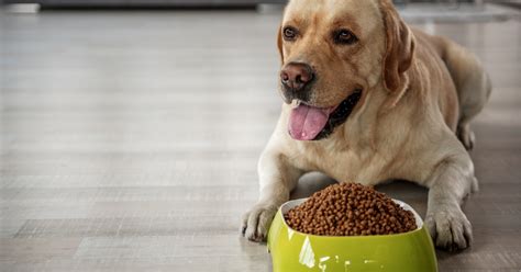 Labrador Feeding Guide What Do Labradors Like To Eat
