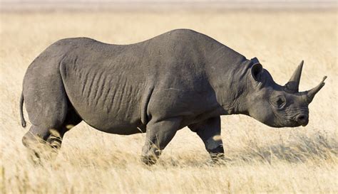 This name comes from the greek words rhino, meaning nose and ceros, meaning horn. What do black rhinos eat